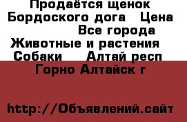 Продаётся щенок Бордоского дога › Цена ­ 37 000 - Все города Животные и растения » Собаки   . Алтай респ.,Горно-Алтайск г.